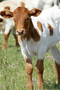 calf