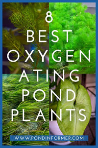 Looking for the best oxygenating pond plants? Our guide covers top choices like anacharis, hornwort, and eelgrass to boost oxygen levels and create a thriving pond environment.