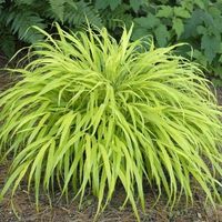 Buy All-Gold Japanese Forest Grass Online | Garden Goods Direct