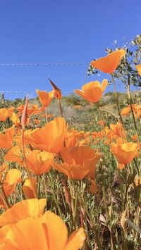 Desert wildflowers blooming near Bartlett Lake, Arizona.