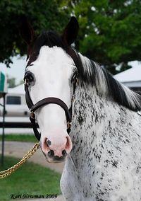 colt | USA | 2008 | by Allamystique out of Rutland Road #thoroughbred #colt #dominantwhite #colouredthoroughbred #whitethoroughbred