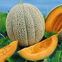 Hales Best Jumbo melons were introduced in 1924 by I. D. Hale, who found this variety being developed by a Japanese market grower in Imperial County near Brawley, CA.