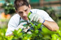 Gardener working in greenhouse. Young male gardener working in greenhouse , #ad, #greenhouse, #working, #Gardener, #gardener, #male #ad