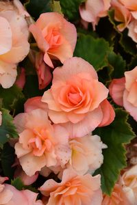 Solenia Apricot Begonia (Begonia x hiemalis 'Solenia Apricot') at Green Haven Garden Centre