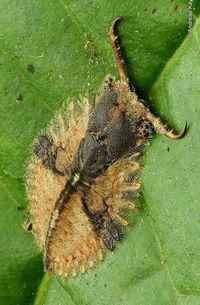 Owlfly larva, Ascalaphidae, Neuroptera | 2021-04-04