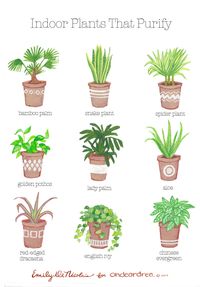 Simple Natural Living: The Best Air-Purifying Plants For Your Home