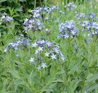 Amsonia tabernaemontana var. salicifolia (Eastern Blue Star) is an erect, clump-forming perennial adorned with open clusters of star-shaped, pale blue flowers with white throats in late spring - early summer. Blooming for 4-6 weeks, they rise atop erect, leafy stems above a graceful foliage of willow-shaped, bright green leaves. Very slender, the leaves are 5-10 times longer than they are wide. They turn a rich shade of golden-yellow in the fall, extending the season of interest of this plant. W