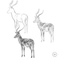 #animal #impala #drawing #drawingskill #tutorial #arteducation #artist #artstudio #pencildrawing