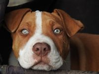 RED NOSE PITBULL