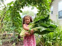 Fordhook Giant Swiss Chard Seeds - Baker Creek Heirloom Seed Co