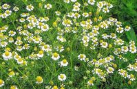 How to Grow Chamomile in Your Garden for Tea and More