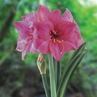 Nothing signals the onset of the holiday season better than the appearance of Amaryllis bulbs. Amaryllis are one of the easiest, if not THE easiest, bulbs to grow! The bulb itself contains everything it needs to grow and produce blooms that will brighten your indoor spaces. Amaryllis can be grown with or without soil. Amaryllis blooms are available in a wide range of shapes, sizes and colors. Their beautiful blooms are a sight to behold during the dreary winter months. If you want your Amaryllis