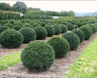 Taxus baccata (Yew topiary shapes) - Practicality Brown