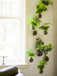 To say that plants are having a moment might be the understatement of the year — or maybe the last four or five years, to be exact. Everywhere one looks (well, definitely on Pinterest and Instagram) plants...