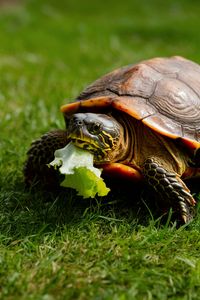 Wondering if lettuce is safe for your turtles? Learn the facts about feeding lettuce to your red-eared slider or box turtle and how it fits into their diet. Pin this for a healthier pet turtle habitat!