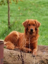 150 Best Red Dog Names