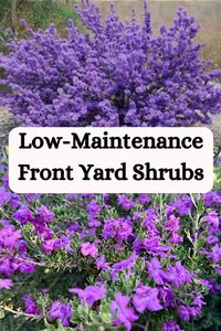 Curb appeal made easy - learn how to landscape your front yard with hardy, beautiful shrubs that thrive with minimal care. Get tips for choosing the best low-maintenance front yard shrubs.