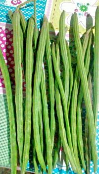 Malunggay Fruit/Pods (Moringa/Horseradish fruit)