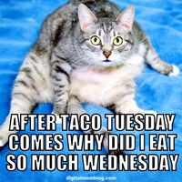 after taco tuesday meme funny