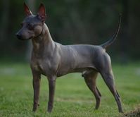 Females - Inspired Flat-Coated Retrievers and American Hairless Terriers