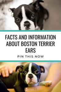 A boston terrier's ears vary and so do the folds. Check out this article and learn when do boston terrier's ears stand up. #terrierhub #terrierears #bostonterrierears #bostonterrier