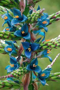 Puya berteroniana Blooming Blue