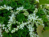 Sedum ternatum - Woodland Stonecrop