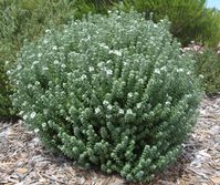 Westringia Grey Box • Australian Native Plants • Plants • 800.701.6517