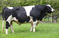 Holstein Friesian