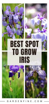 Save this pin to learn where to plant iris for a vibrant garden! Find the best location to grow your own beautiful irises and elevate your gardening game. #PlantingIris #GardeningTips