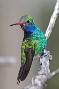 Broad-billed Hummingbird by Daltonman