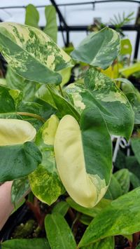 Gorgeous clumping Philodendron with striking variegated leaves in cream and yellow hues. The leaves are an elongated heart shape, each one with unique and beautiful variegation. Philodendron Burle Marx is named after Roberto Burle Marx who was was the first architect to use native plants in modern landscape designs. Current Pot Size: 80mm Synonyms: Light: Bright indirect to Full shade, Categories 4-5 (please see our blog on plant light requirements) Soil: Well draining, moisture retaining - Aroi