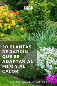 Para embellecer tu patio, balcón o jardín conocé las distintas plantas de jardín que resisten tanto el frío como el calor y llená tus espacios de energía y color.