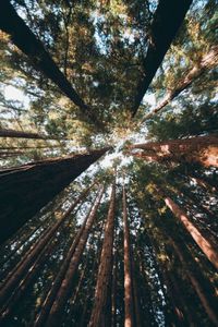 #hullocolin: East Warburton Redwood Forest Australia Tumblr |...