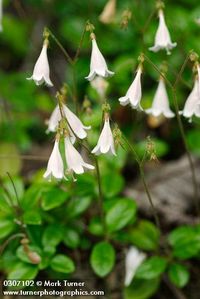 Linnaea borealis | twinflower | Wildflowers of the Pacific Northwest