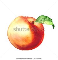 peach. watercolor painting on white background - stock photo