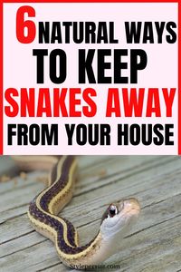 10 Natural Ways to Keep Snakes Away From Your Home