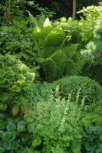 shade garden with fern, boxwood, ladies mantle, wild ginger...