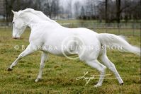 stallion | USA | 2003 | by Airdrie Apache out of Painted Cielo #thoroughbred #stallion #dominantwhite #colouredthoroughbred #whitethoroughbred