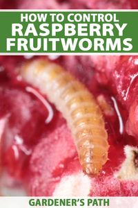 Raspberry fruitworms eat the leaves of your raspberry plants before infesting the fruit with larvae, leading to unpleasant surprises for consumers. Read on to learn how to monitor the populations of these pests and control them. #raspberryfruitworms #butyrus #gardenerspath