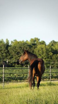 RAMM's Pro-Tek 1.5" electric tape is a cost-effective fence option that is woven with polyethylene fibers and 15 stainless steel wires. The stainless steel ensures lasting strength, no oxidation, and no green tarnish. Safeguard your #horses with Pro-Tek 1.5" electric tape - backed by a 20-Year Ltd. Mfg. Warranty!