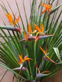 Your guests won't be able to take their eyes off this stunning bird of paradise plant. Please note: this product cannot