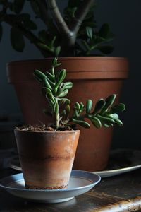 Jade plant in sunshine