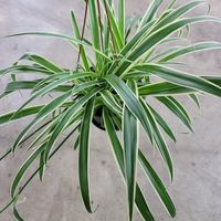 Chlorophytum comosum ‘Ocean’ is a new Spider Plant producing shorter, wider variegated leaves, giving it a spiky appearance. Pointed ribbon leaves display green center stripes edged in ivory white. Pendant stems dangle young plantlets or white star flowers over the pot edge. The cascading foliage looks best in a raised container or hanging basket. Light: bright indirect Soil: organic mix Water: allow to slightly dry between watering Fertilizer: slow release Available as a rescue plant in 4" nurs