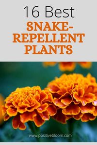 Keep snakes at bay by growing these amazing snake-repellent plants. Learn all the features, advantages, and care requirements of these plants.