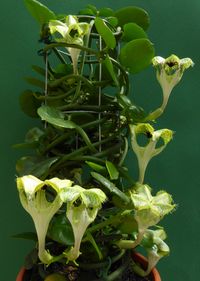 Ceropegia sandersonii