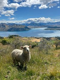 new zealand nature hike roy’s peak cute lambs instagram inspo