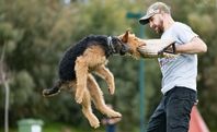 airedale terrier in igp