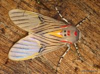 Tiger Moth, Idalus sublineata from Ecuador: www.flickr.com/andreaskay/albums