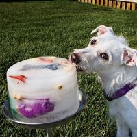 Freeze water and chicken stock with toys, carrots, treats, etc to keep dogs from getting bored and overheated in the backyard.